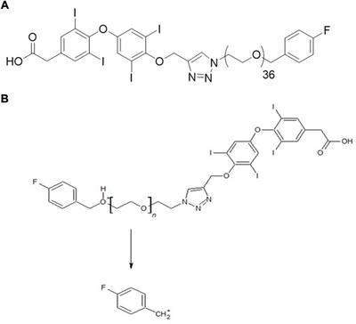 Pharmacokinetics of fluorobenzyl polyethylene glycol conjugated tetraiodothyroacetic acid (NP751), a novel anticancer thyrointegrin αvβ3 antagonist